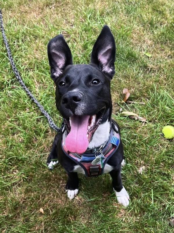 Lyra, a Adoptable mixed breed in Vancouver, WA image 5/5