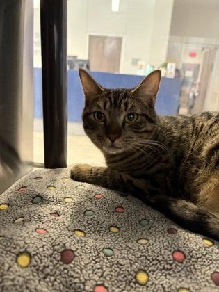 Enlarge Frisco, a Adoptable mixed breed in Grapevine, TX image 1/5