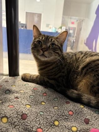 Enlarge Frisco, a Adoptable mixed breed in Grapevine, TX image 3/5