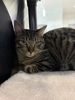 Enlarge Frisco, a Adoptable mixed breed in Grapevine, TX image 5/5