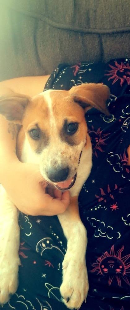 Chewy, Adoptable, Puppy Male Australian Cattle Dog / Blue Heeler.