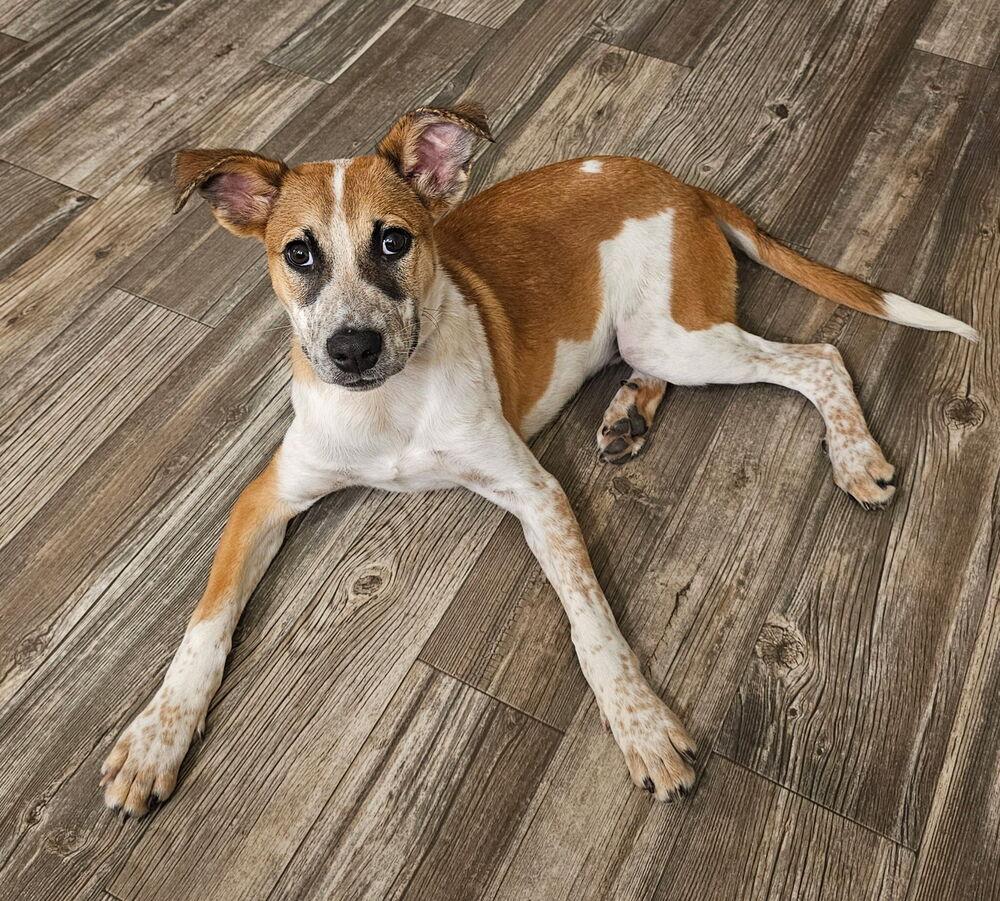 Enlarge Chewy, a Adoptable Australian Cattle Dog / Blue Heeler in Albuquerque, NM image 2/4
