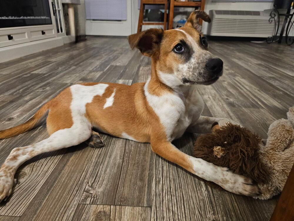 Enlarge Chewy, a Adoptable Australian Cattle Dog / Blue Heeler in Albuquerque, NM image 4/4