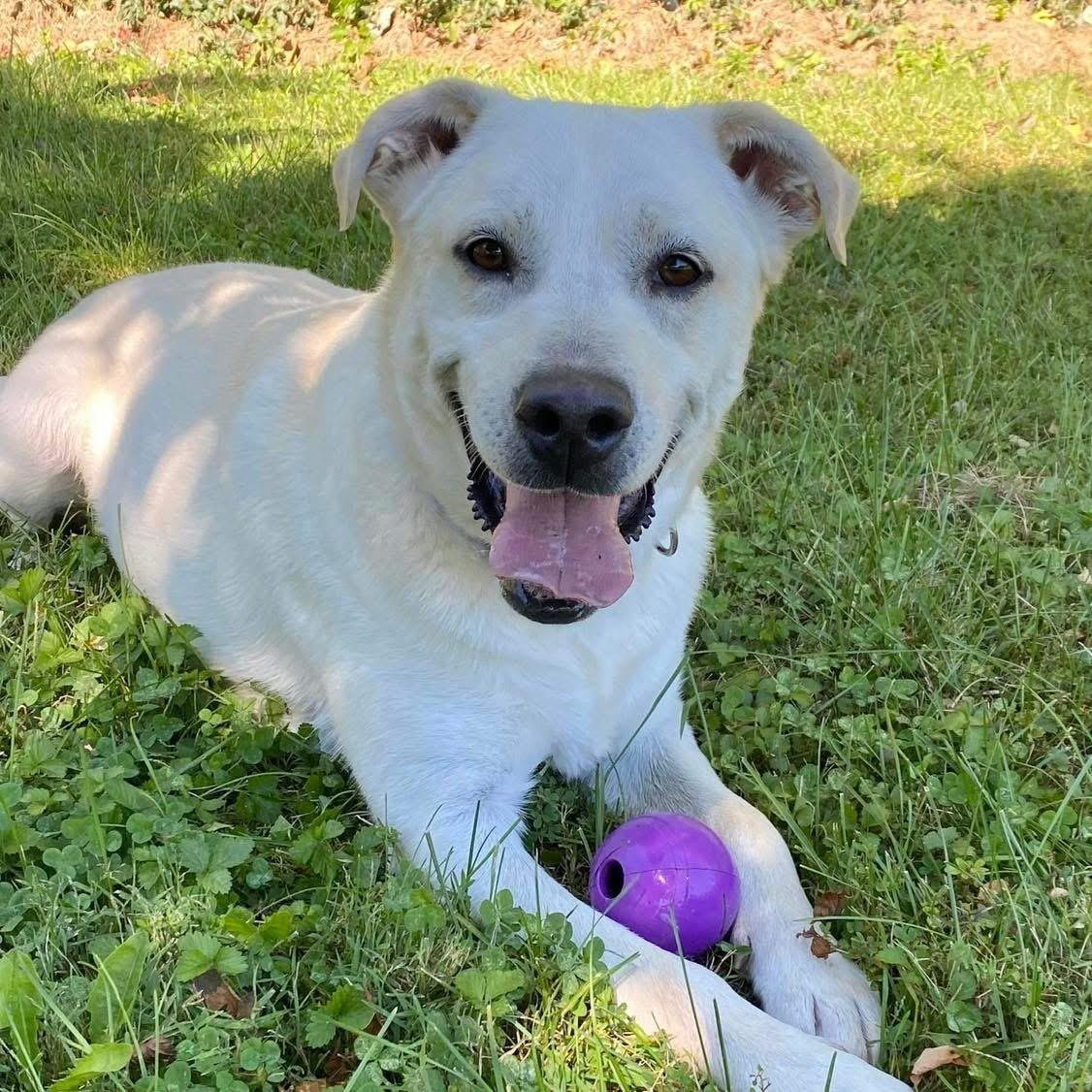 Enlarge Truman, a Adoptable Labrador Retriever in Godfrey, IL image 1/1
