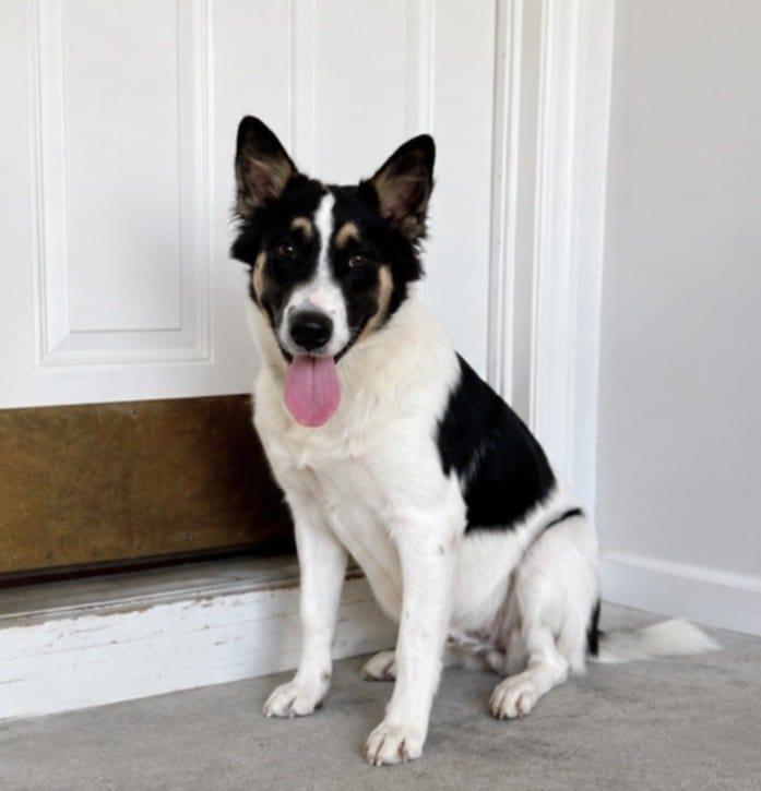 Enlarge Dutch, an adopted Border Collie in Talbott, TN image 3/5