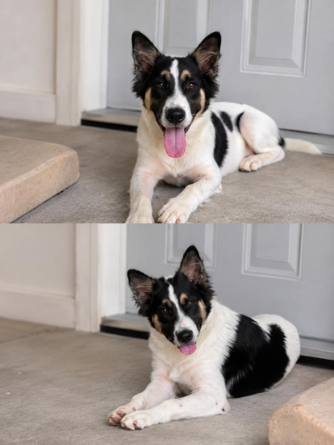 Enlarge Dutch, an adopted Border Collie in Talbott, TN image 5/5