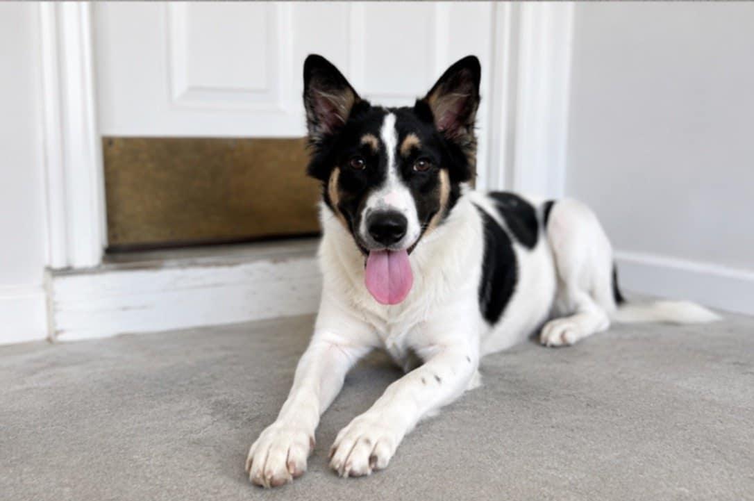 Enlarge Dutch, an adopted Border Collie in Talbott, TN image 4/5