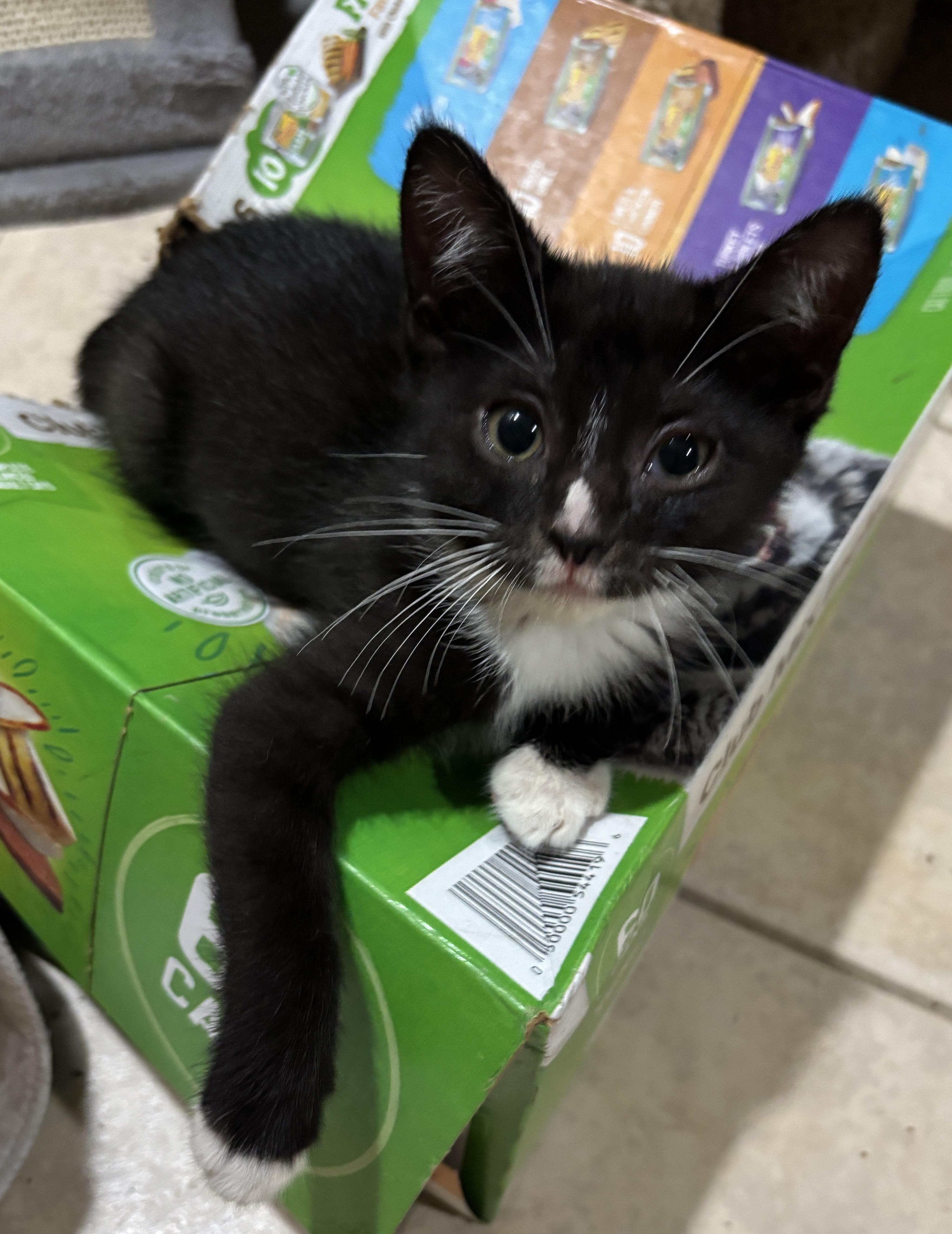 Nova, Adoptable, Kitten Female Domestic Short Hair.