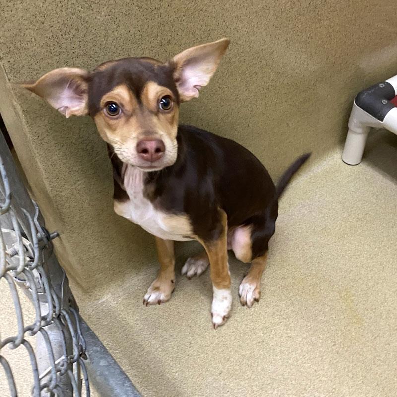 Knuckles #22716, adopted, Puppy Male Chihuahua.