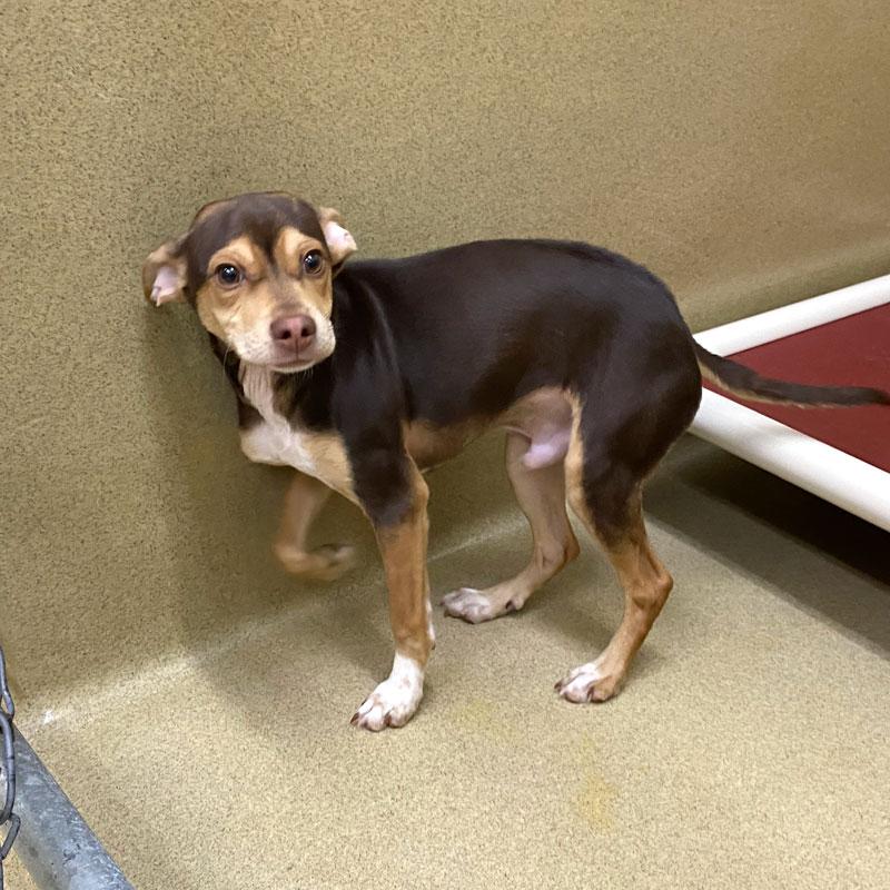 Enlarge Knuckles #22716, an adopted mixed breed in Monroe, GA image 3/4