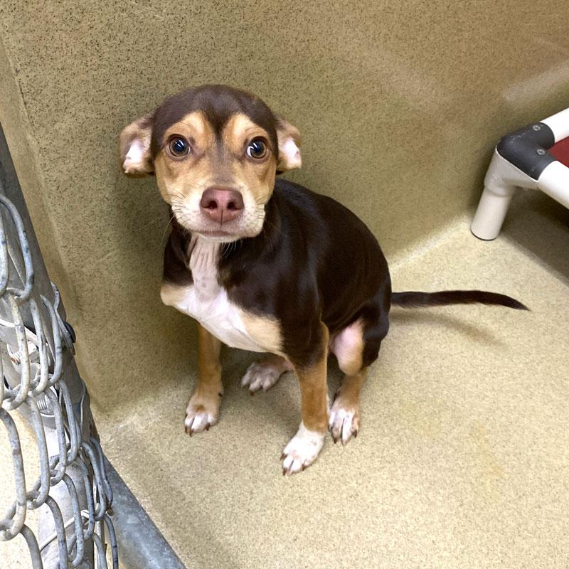 Enlarge Knuckles #22716, an adopted mixed breed in Monroe, GA image 4/4