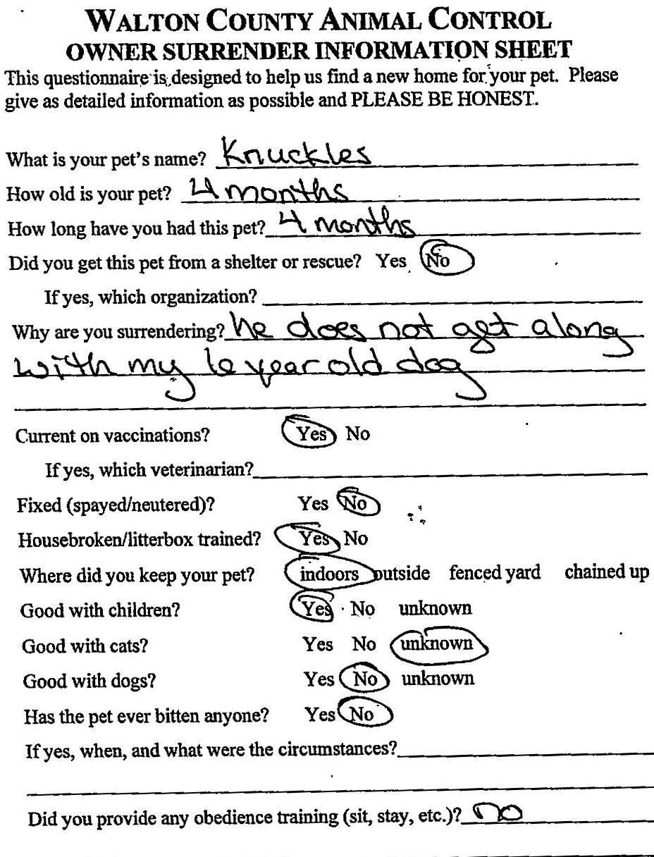 Enlarge Knuckles #22716, an adopted mixed breed in Monroe, GA image 2/4