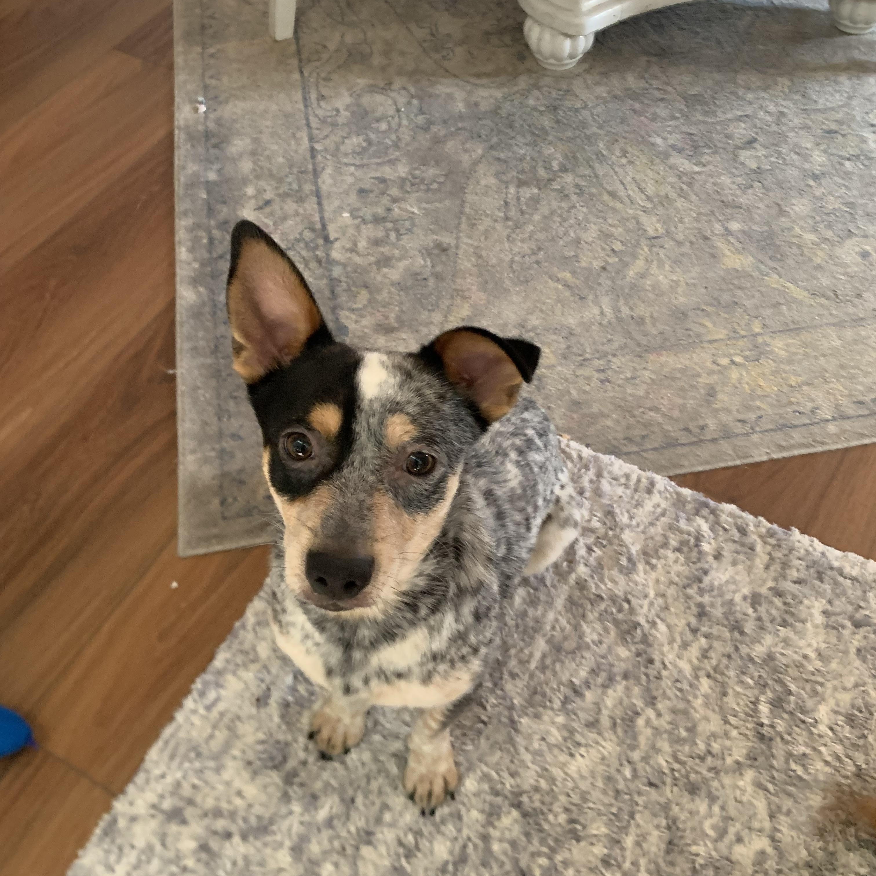 Enlarge Oliver , a Adoptable Australian Cattle Dog / Blue Heeler in Bend, OR image 1/3