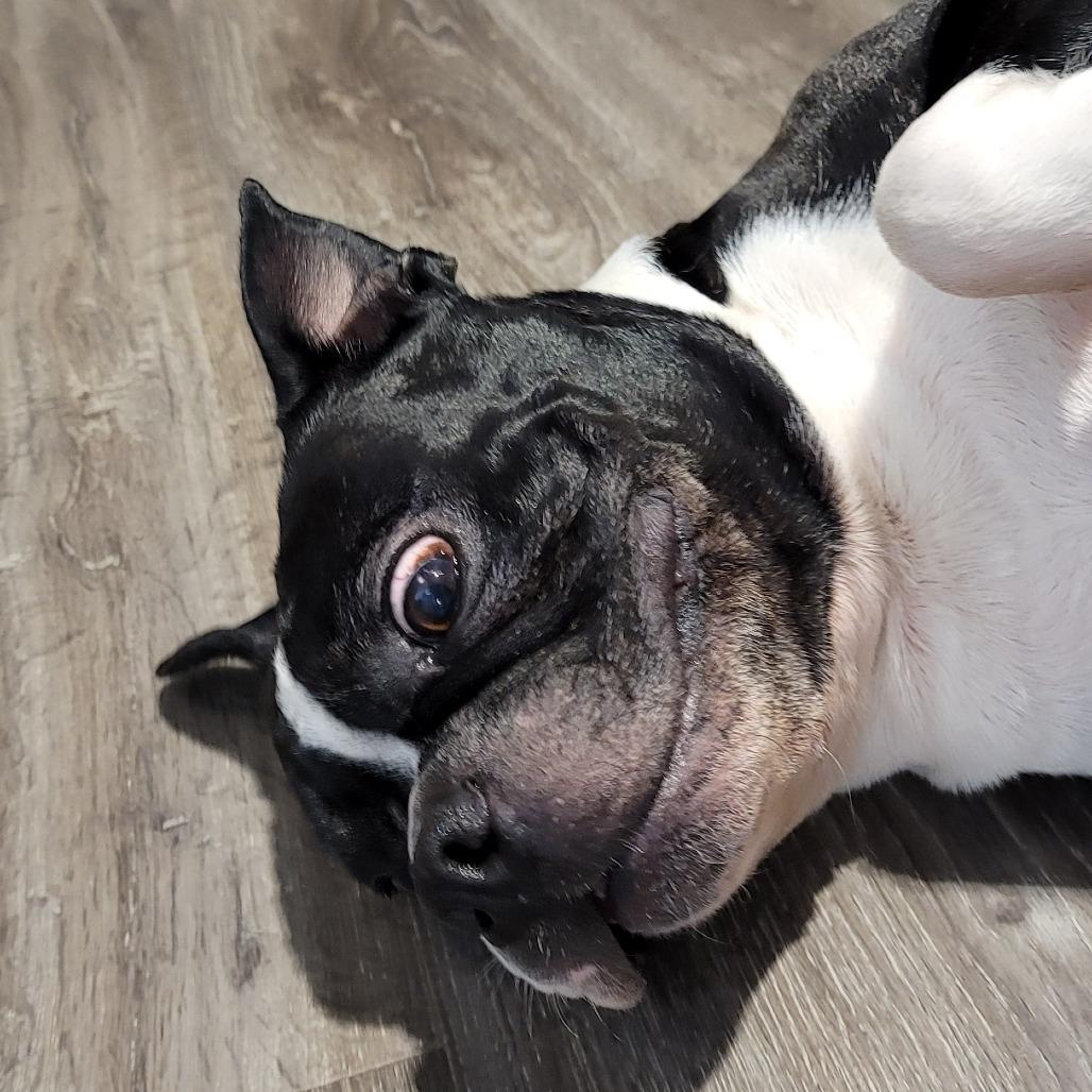 POLO, Adoptable, Adult Male Boston Terrier.