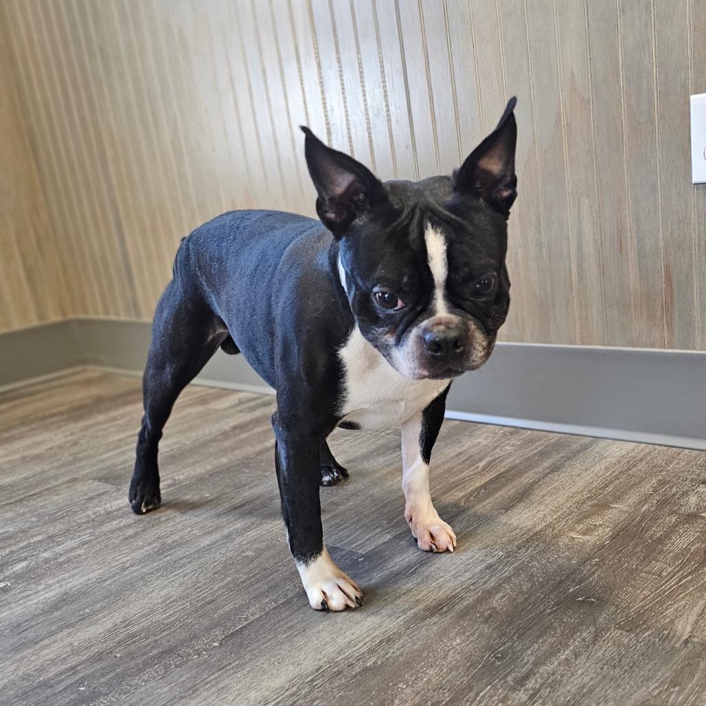 Enlarge POLO, a Adoptable Boston Terrier in Middletown, NY image 3/4