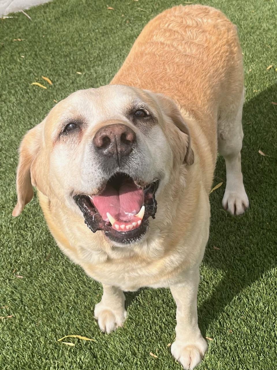 RANGER, Senior Male unknown