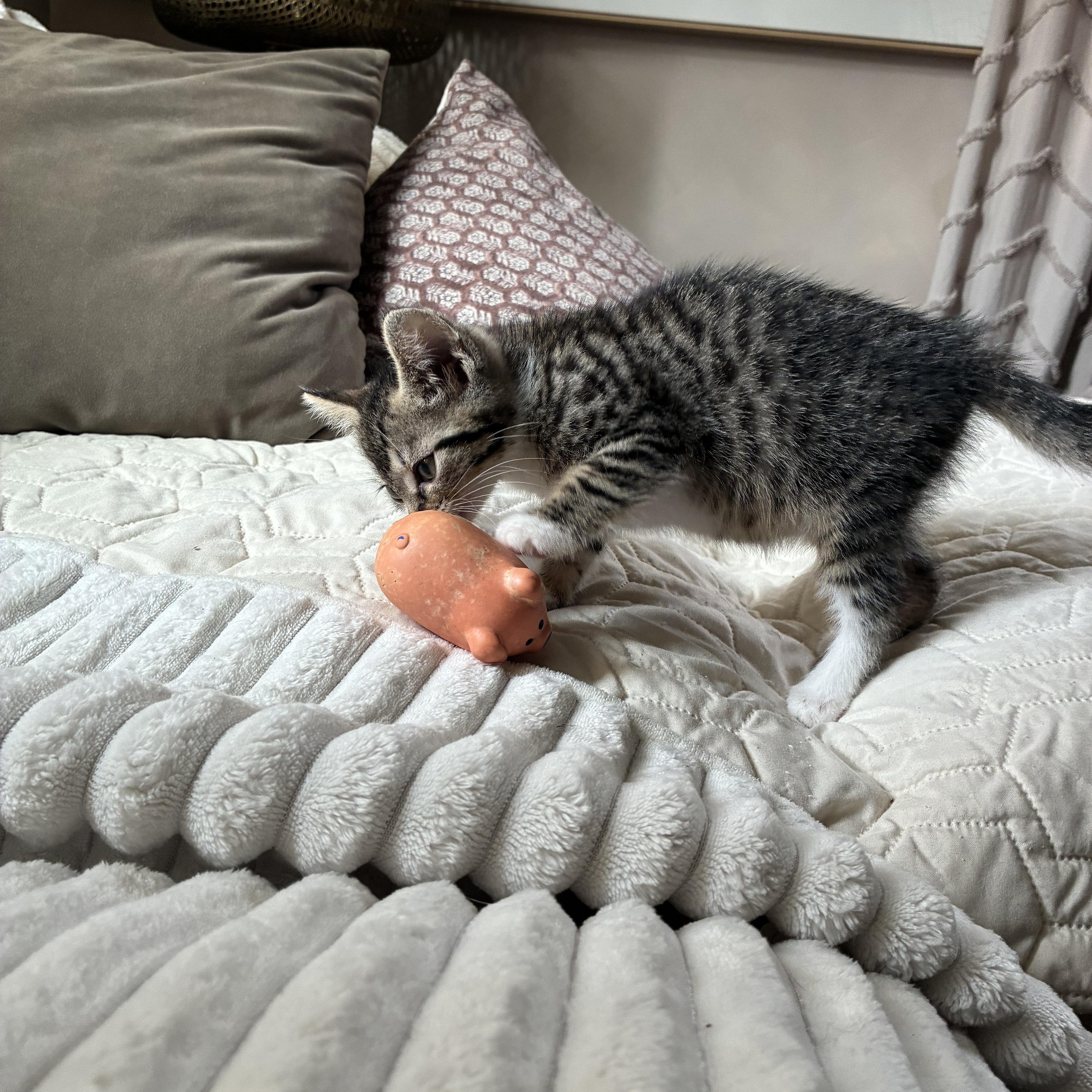 Enlarge Birdie, a Adopted Domestic Short Hair in Brockport, NY image 2/6