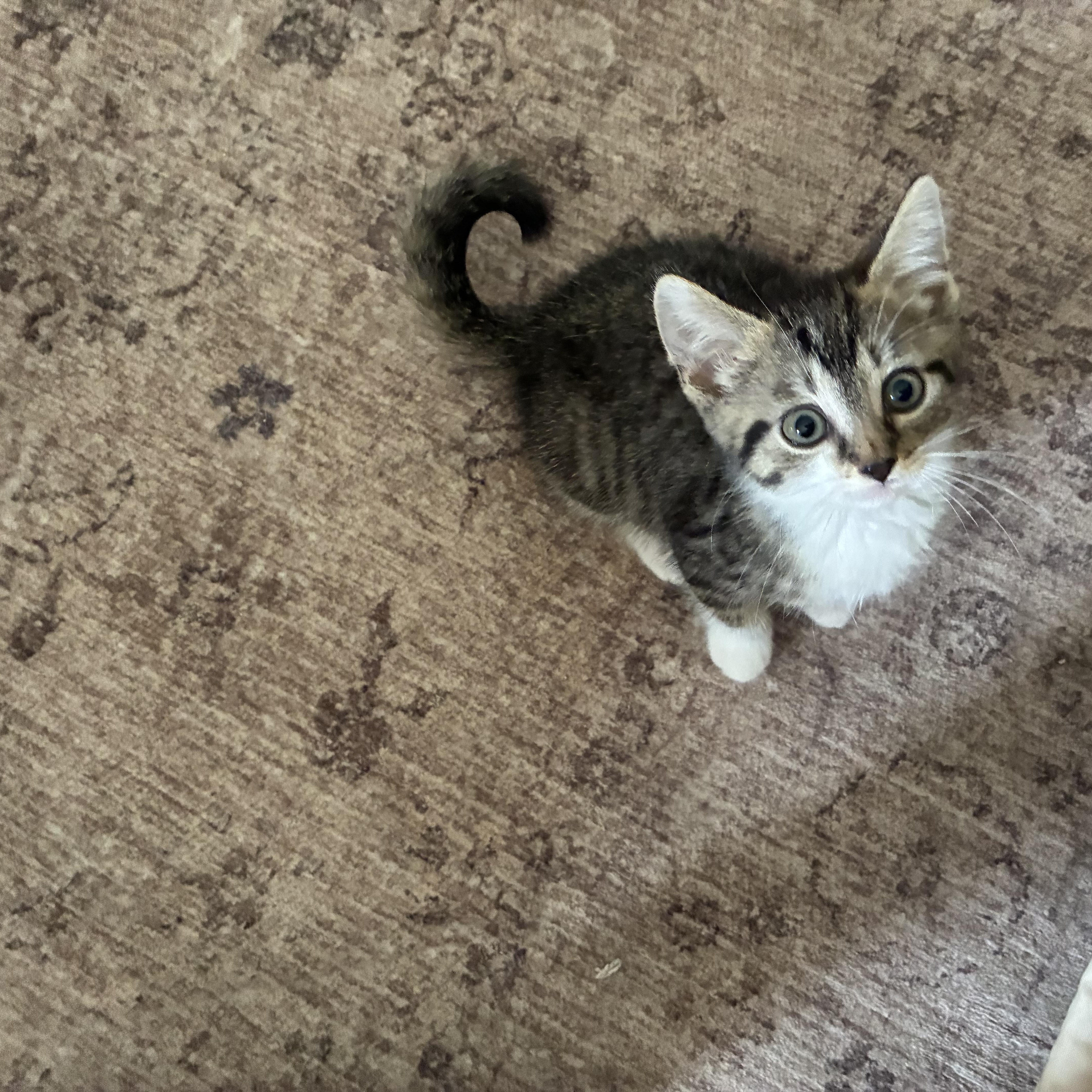 Birdie, Adoptable, Kitten Female Domestic Short Hair.