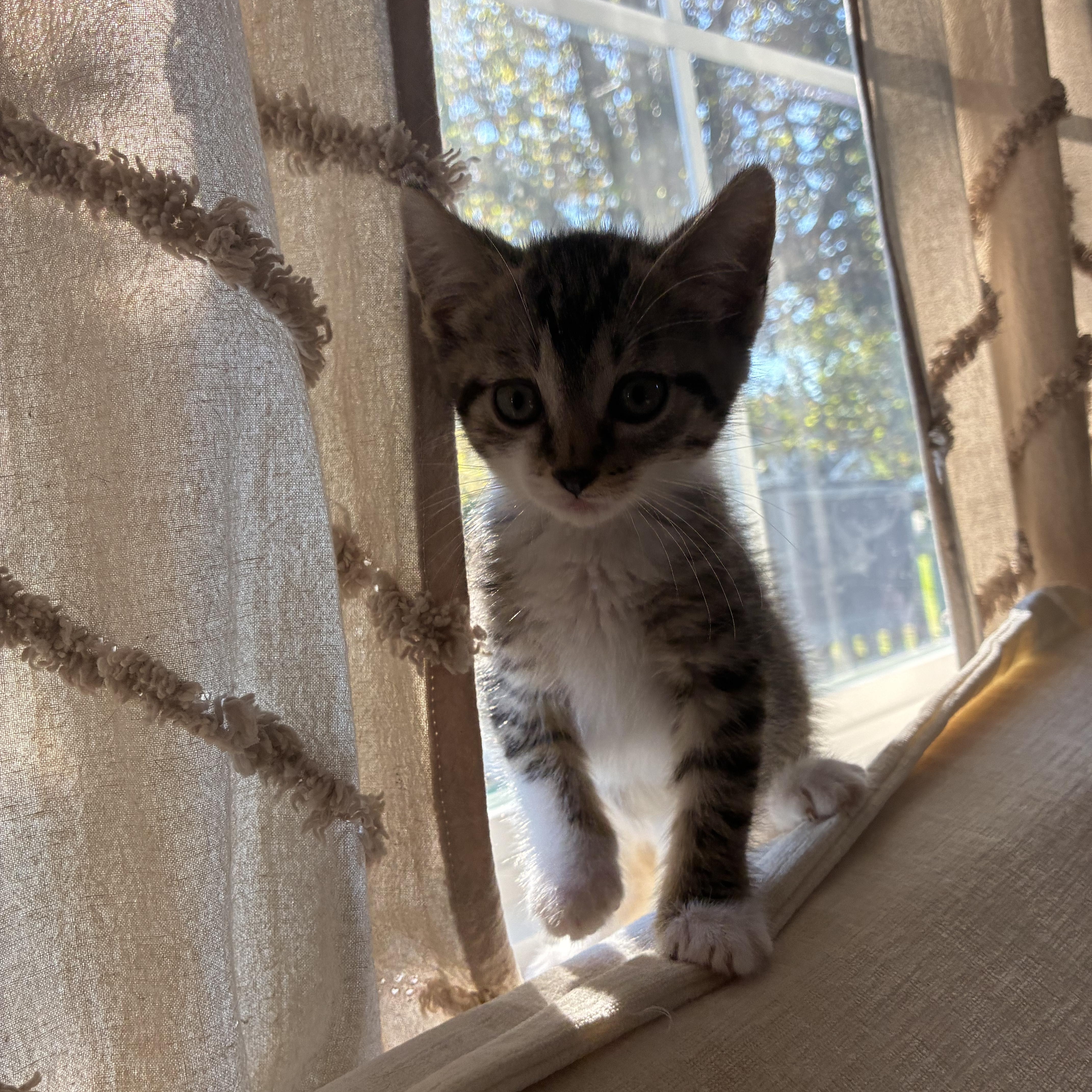 Enlarge Birdie, a Adopted Domestic Short Hair in Brockport, NY image 3/6