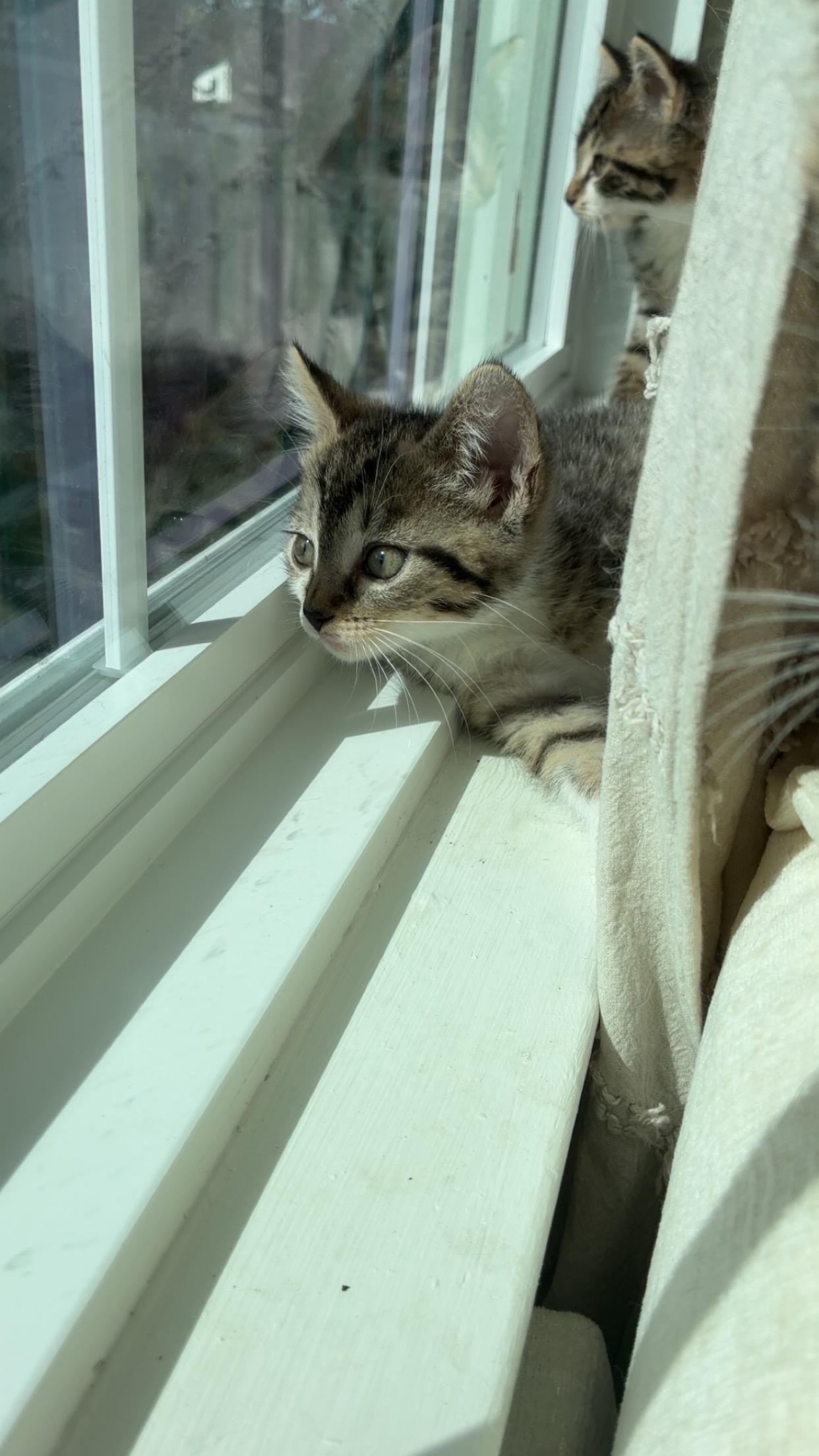 Enlarge Birdie, a Adopted Domestic Short Hair in Brockport, NY image 4/6