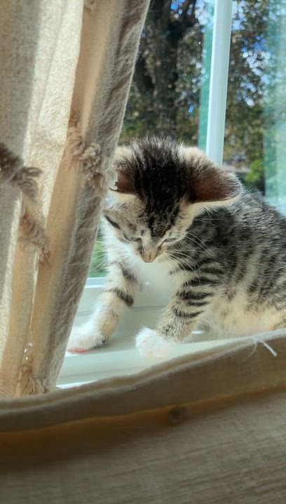 Enlarge Birdie, a Adopted Domestic Short Hair in Brockport, NY video 6/6