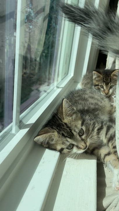 Enlarge Birdie, a Adopted Domestic Short Hair in Brockport, NY video 5/6