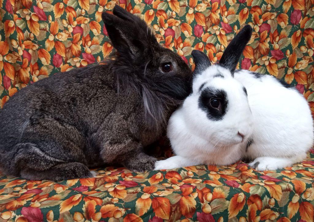 Enlarge Augustus/Mike, a ADOPTABLE mixed breed in Goleta, CA image 2/2