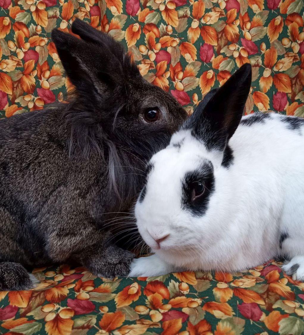 Augustus/Mike, ADOPTABLE, Adult Male Lionhead & Rhinelander.