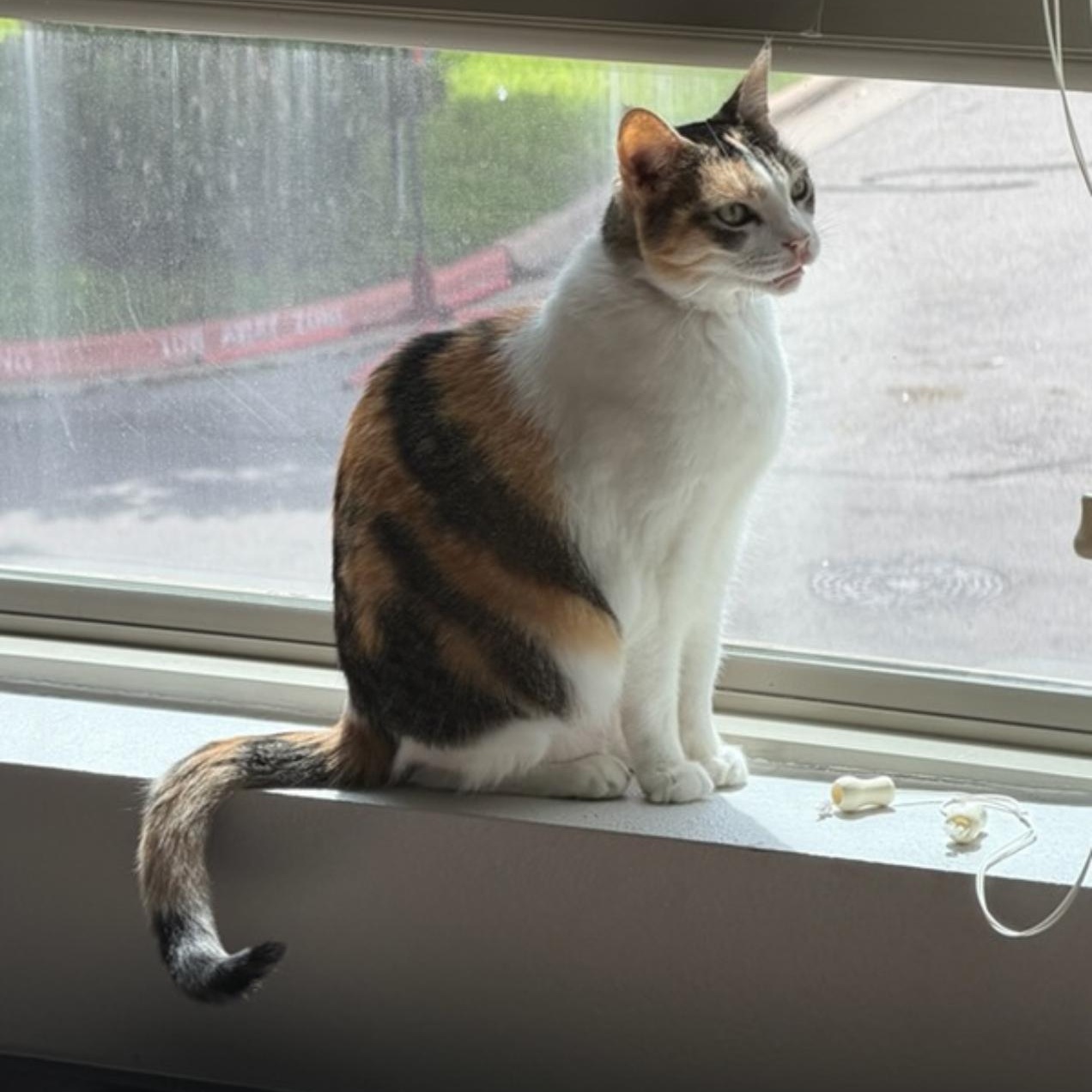 Naomi, an adopted Domestic Short Hair in Bee Cave, TX image 2/3