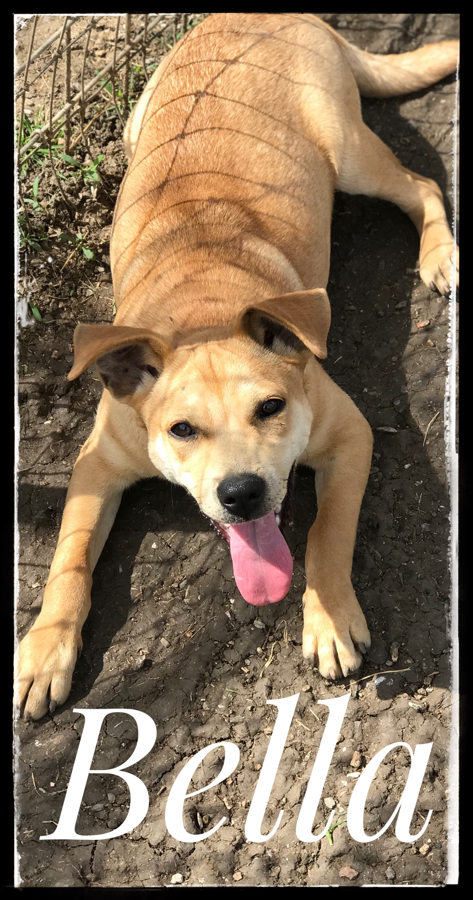 Bella, a Adoptable mixed breed in Dallas, TX image 1/2