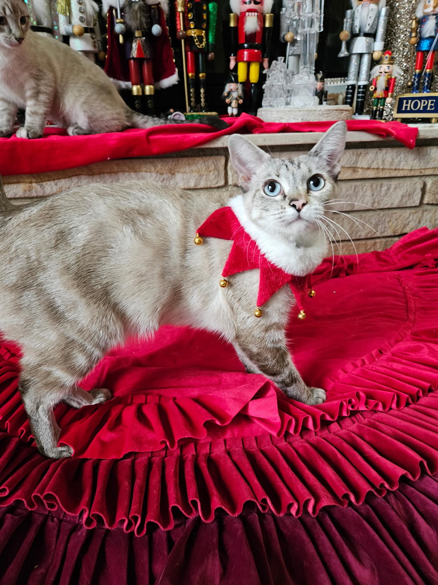 Enlarge Jade, a ADOPTABLE Siamese in Export, PA image 4/6