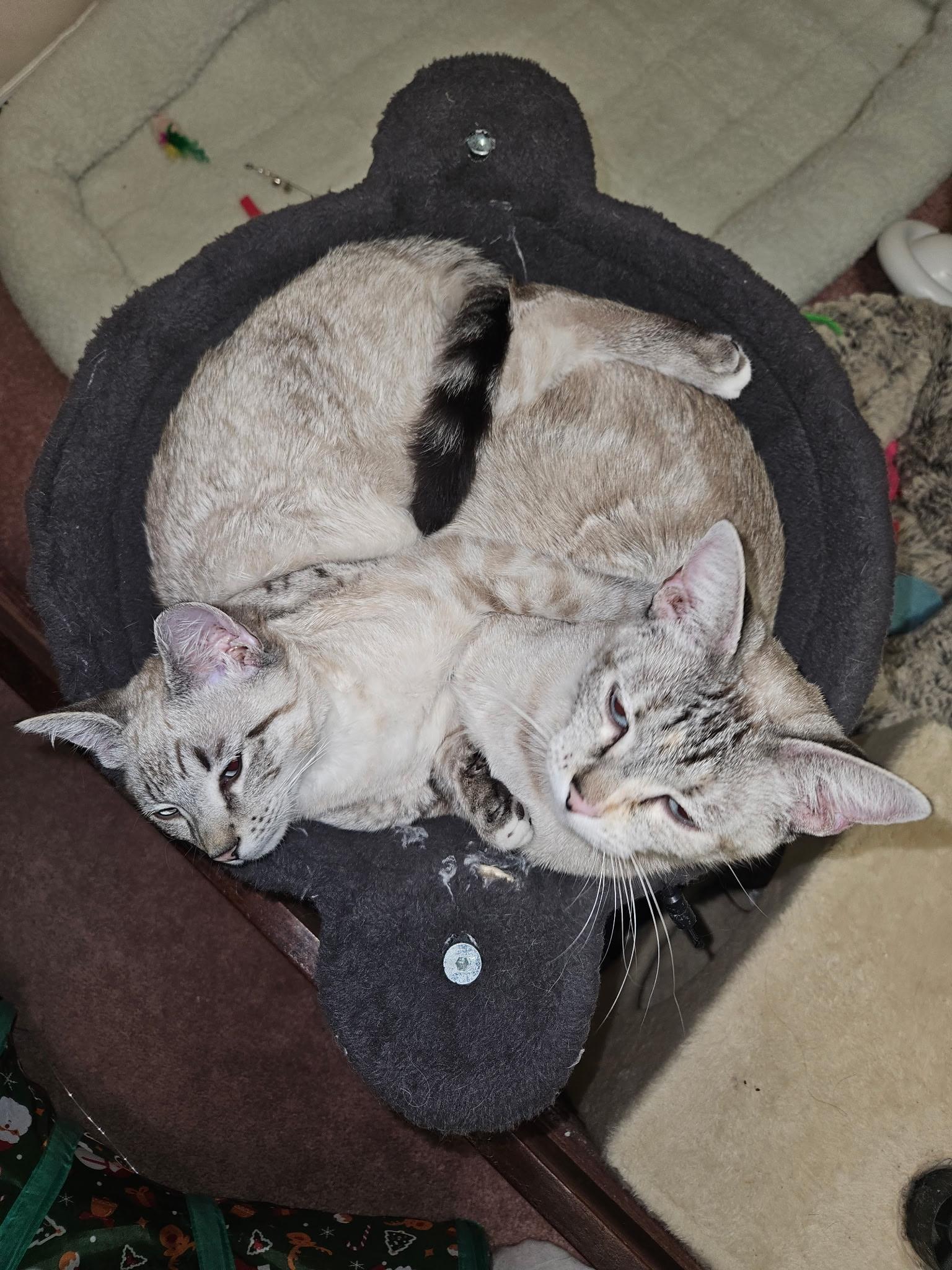 Enlarge Jade, a ADOPTABLE Siamese in Export, PA image 5/6