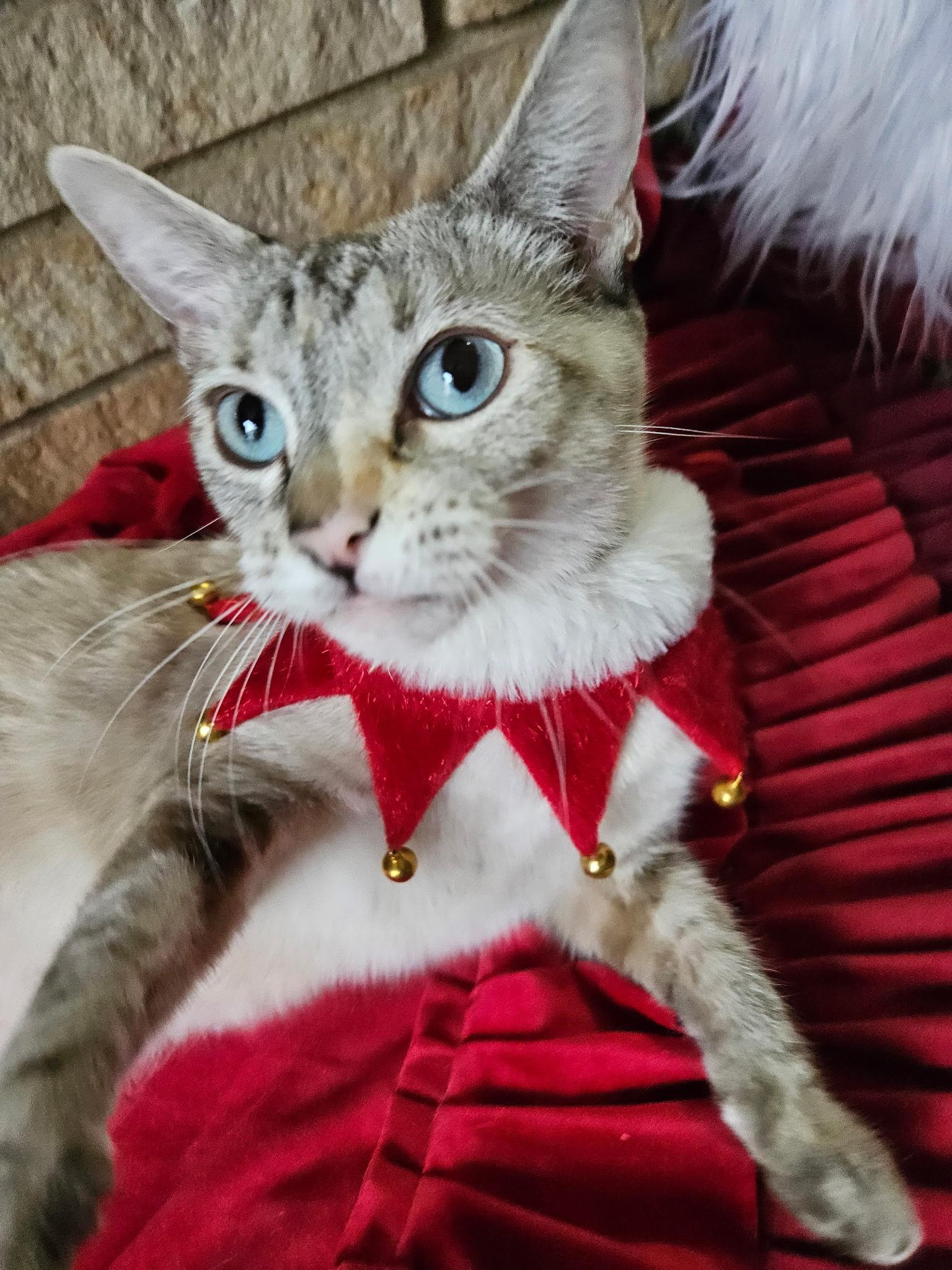 Enlarge Jade, a ADOPTABLE Siamese in Export, PA image 1/6