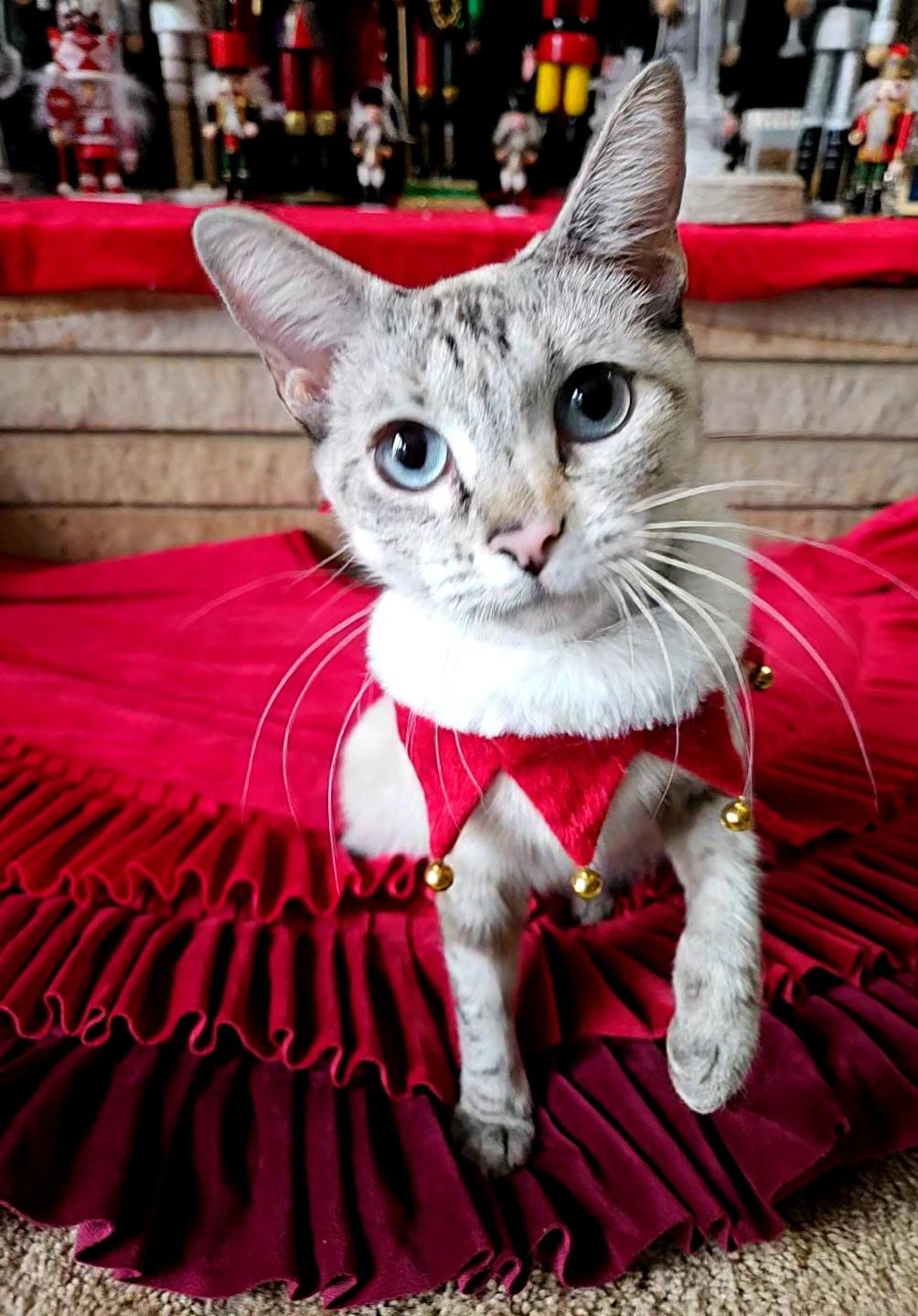 Enlarge Jade, a ADOPTABLE Siamese in Export, PA image 3/6