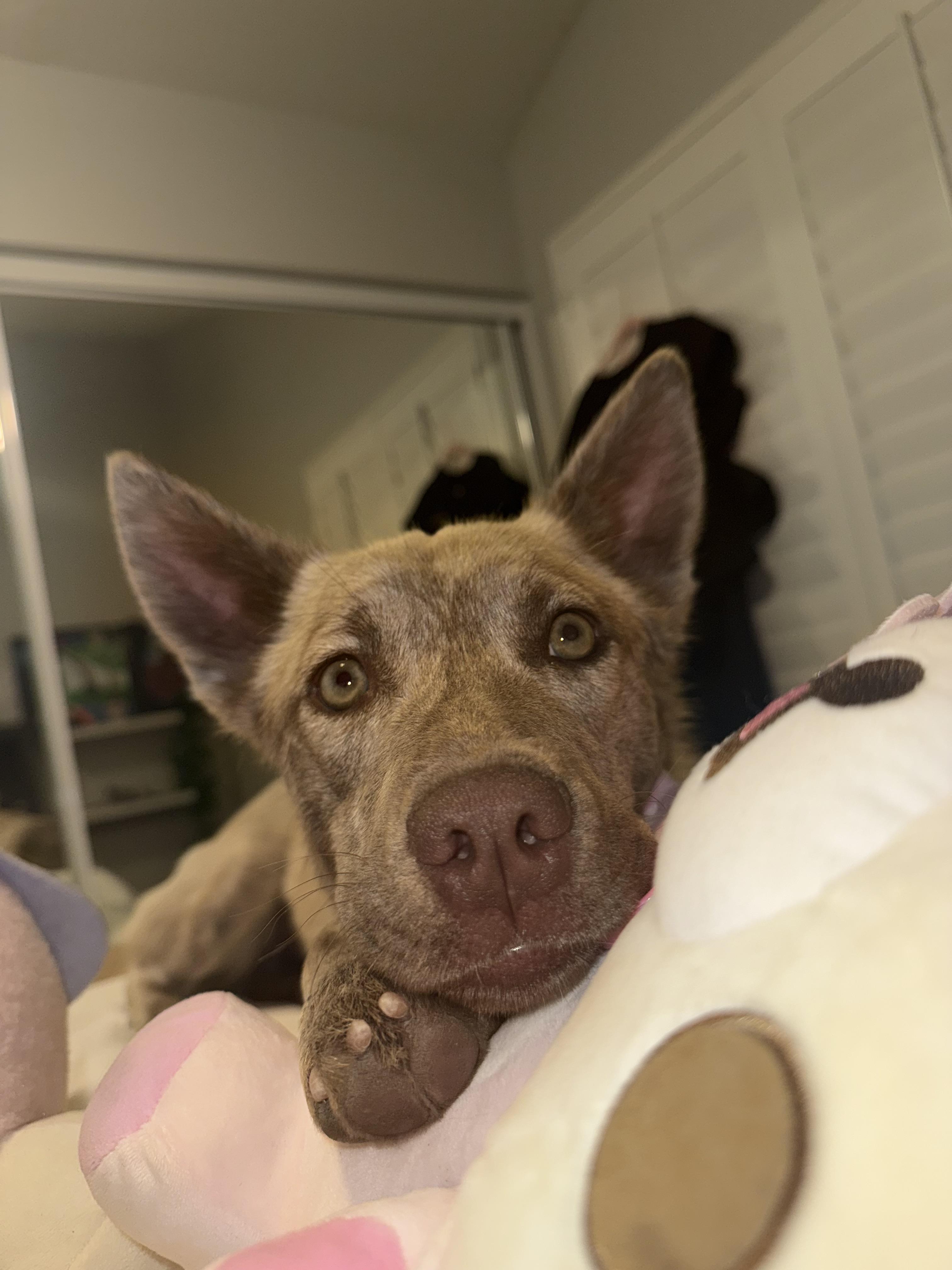 Ivy, Adopted, Young Female Siberian Husky & Australian Cattle Dog / Blue Heeler.