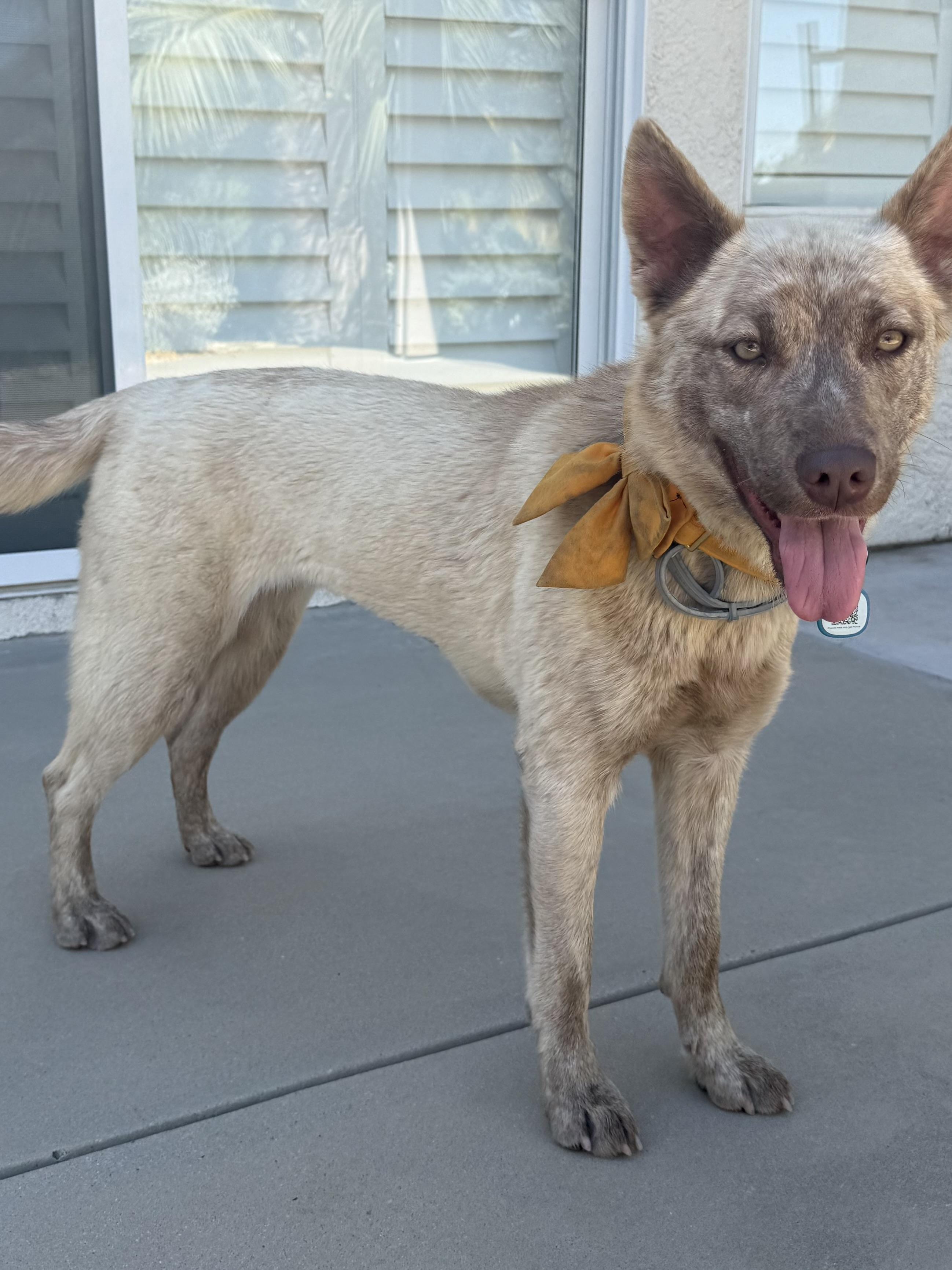 Enlarge Ivy, a Adopted mixed breed in Palmdale, CA image 2/5