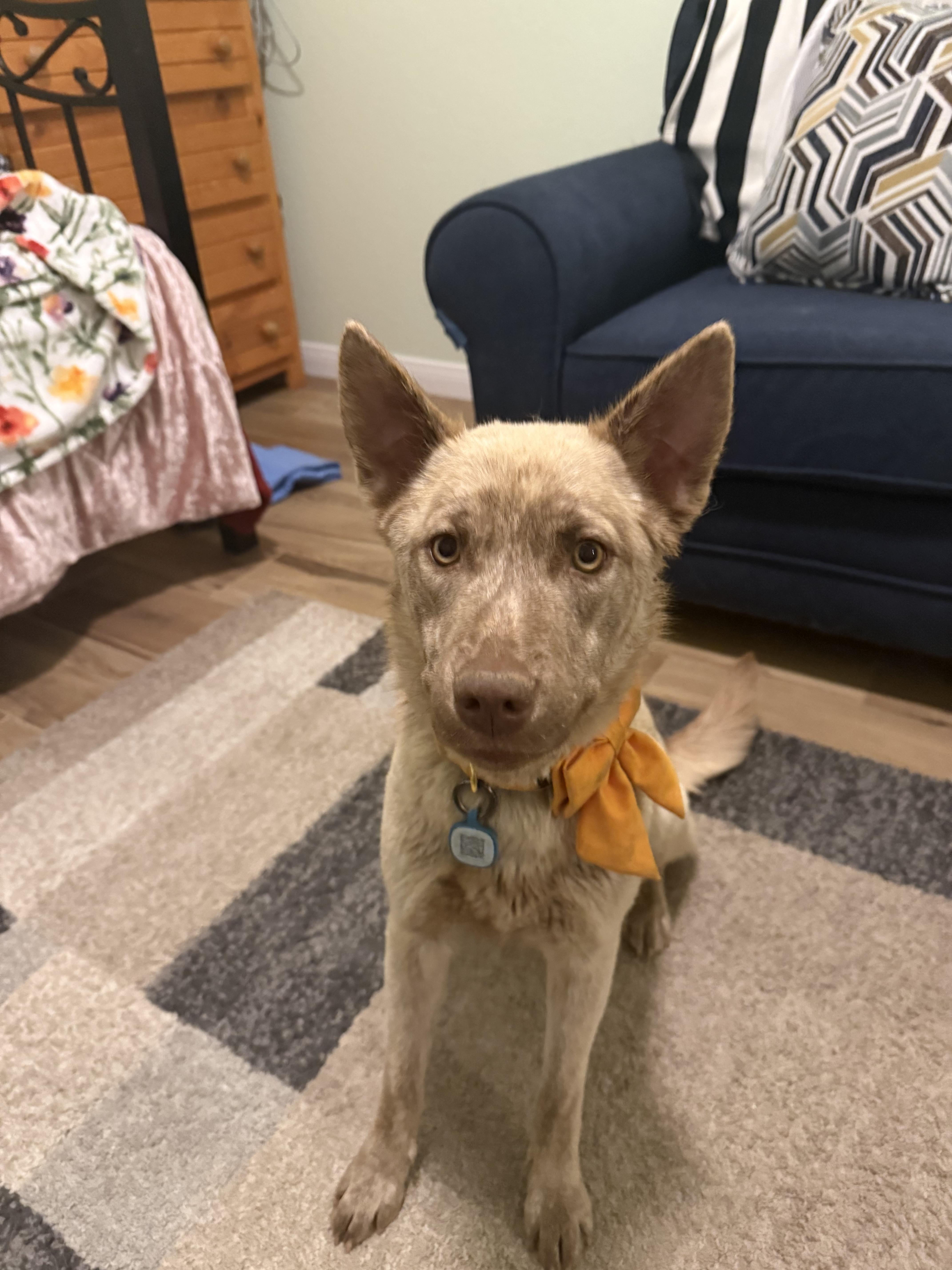 Ivy, Adopted, Young Female Siberian Husky & Australian Cattle Dog / Blue Heeler.