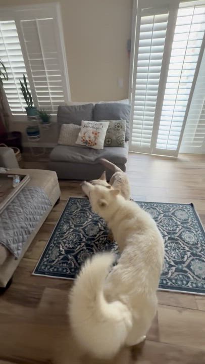 Enlarge Ivy, a Adopted mixed breed in Palmdale, CA video 5/5