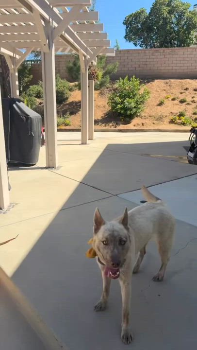 Enlarge Ivy, a Adopted mixed breed in Palmdale, CA video 3/5