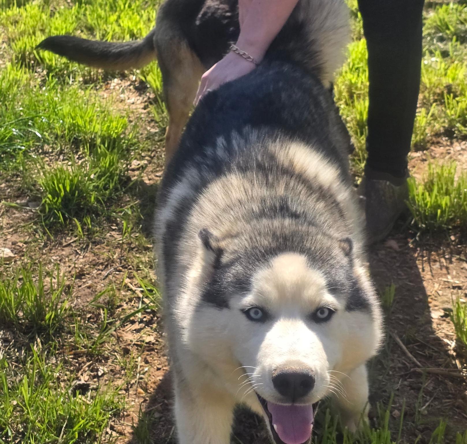 Enlarge Safari, an adopted Siberian Husky in Clover, SC image 2/3