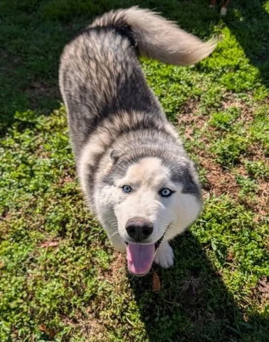 Safari, Adoptable, Young Male Siberian Husky.