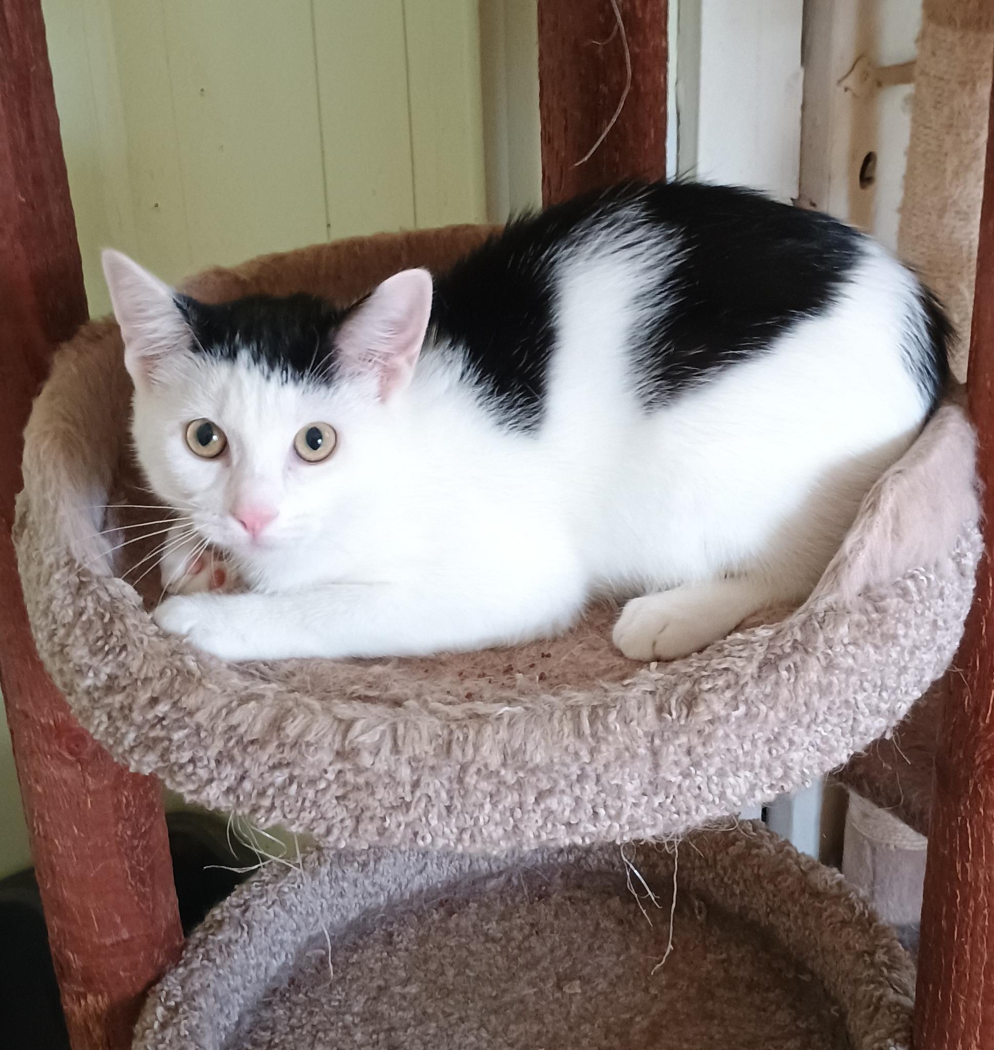 Bert - friendly & playful