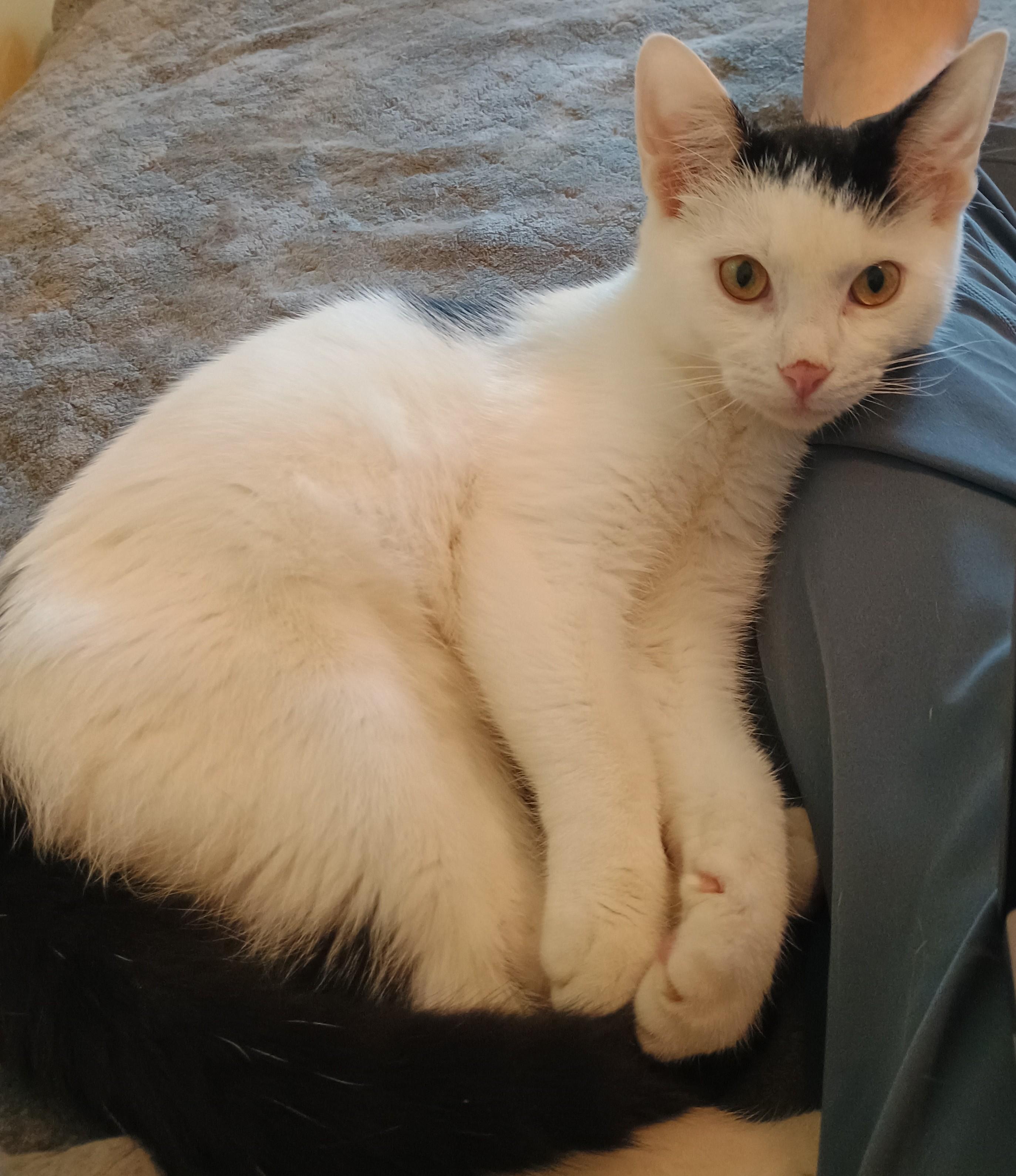 Bert - friendly & playful