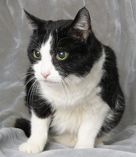 Zoe, Adoptable, Senior Female Domestic Short Hair.