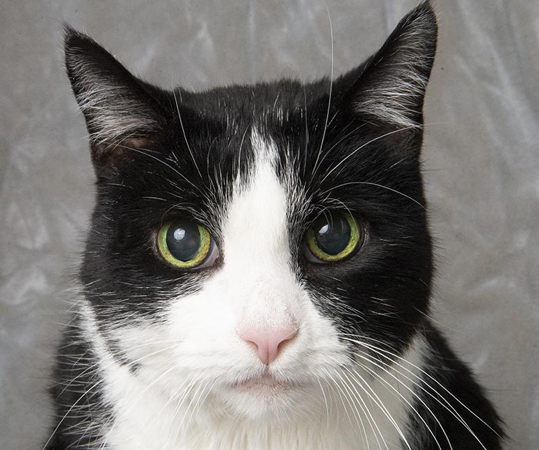 Zoe, a Adoptable Domestic Short Hair in Chicago, IL image 3/6