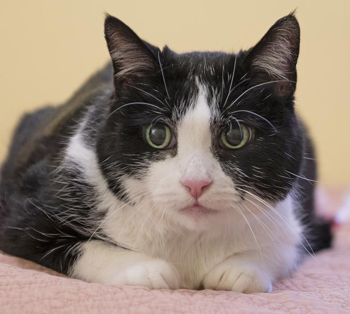 Zoe, a Adoptable Domestic Short Hair in Chicago, IL image 4/6