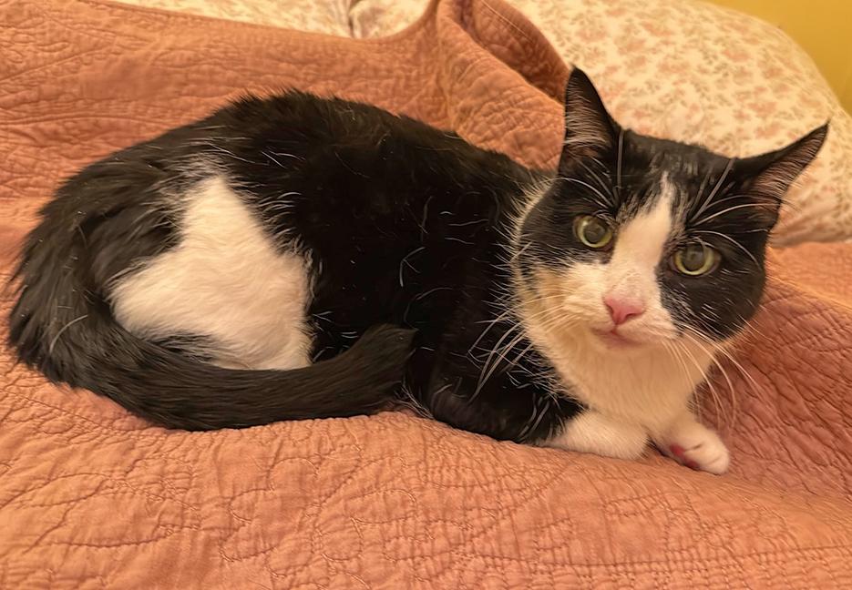 Zoe, a Adoptable Domestic Short Hair in Chicago, IL image 5/6