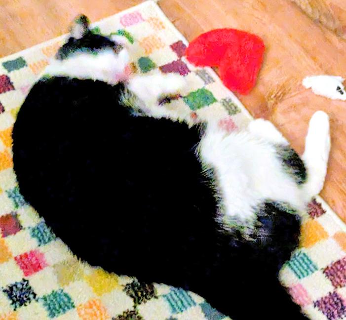 Zoe, a Adoptable Domestic Short Hair in Chicago, IL image 6/6