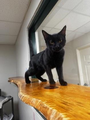 Ozzy — thumbnail 3