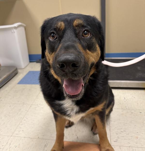 Enlarge Bailey, a Adoptable mixed breed in Sioux City, IA image 1/2